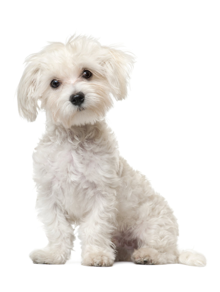 white maltese with shaker syndrome